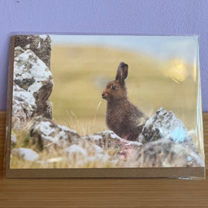 Card with a rabbit on rocks and grass, against a purple wall.