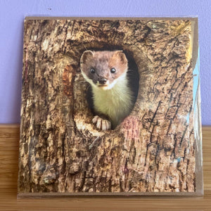 Small animal peeking out from a hole in a wooden surface with a blue wall background